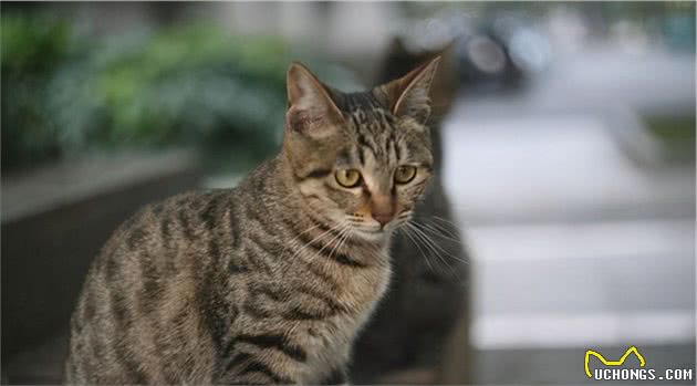 这6种猫咪，最容易成为“流浪猫”，请慎养
