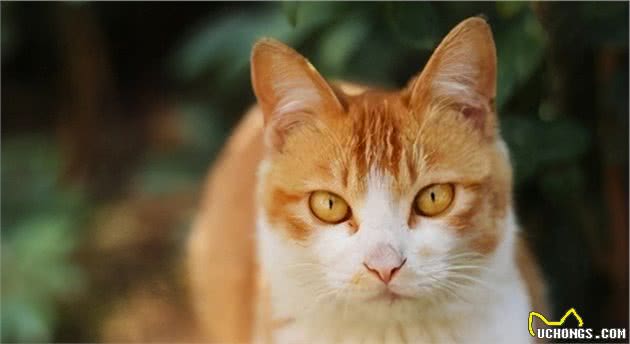 这6种猫咪，最容易成为“流浪猫”，请慎养