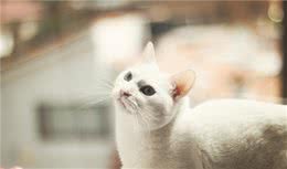 猫咪可以吃水果吗？