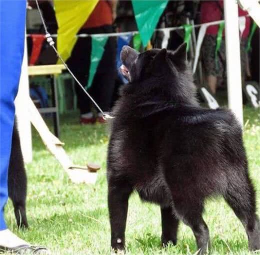 魔鬼小黑犬—史奇派克犬