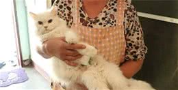 泰国波斯猫产下罕见双头猫，主人不抛弃还决心让它过幸福生活