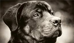 寻根问祖系列（9）：罗威纳犬（Rottweiler）