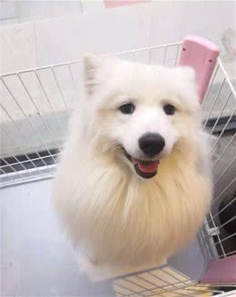 宠物毛发打结？这里告诉你怎么做