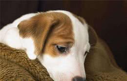 犬猫绝育的术前准备和术后注意事项