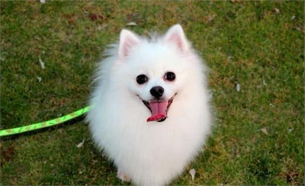 博美犬最喜欢对主人做的5件事，看到第4件，我忍不住了