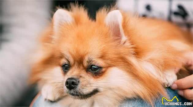 博美犬最喜欢对主人做的5件事，看到第4件，我忍不住了