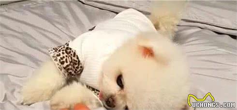 博美犬最喜欢对主人做的5件事，看到第4件，我忍不住了