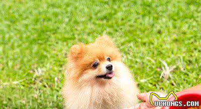 博美犬最喜欢对主人做的5件事，看到第4件，我忍不住了