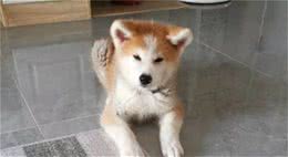 希望大家抽出时间，认识一下狗传染病-犬瘟热，把伤害降到最低