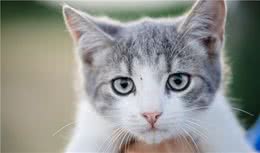 你知道猫咪有哪些生理特征吗？它们不得不说的小秘密