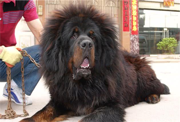 曾经身价上万的“藏獒”，如今却无人问津，为什么呢？