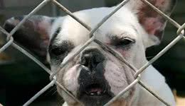 种狗柴犬用完就惨遭抛弃，义工：它们就像注定被扔掉的生财工具！