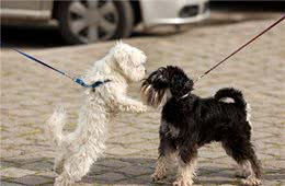 盘点“最听话”的6种小型犬，你最想带哪只回家？