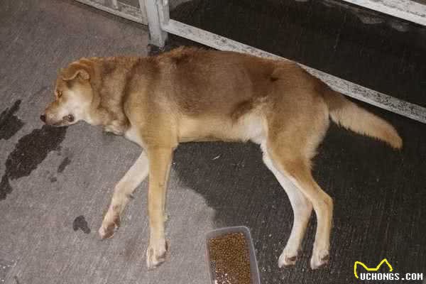 狗狗能吃人的止痛药吗？乱喂可能会致命，教你如何正确给狗狗止痛