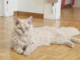 主人意外捡到卷毛流浪猫，却没想到是超罕见猫咪，一只起价2万元