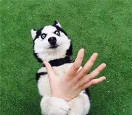 狗狗不让主人摸是怎么回事？或许是这些原因导致的