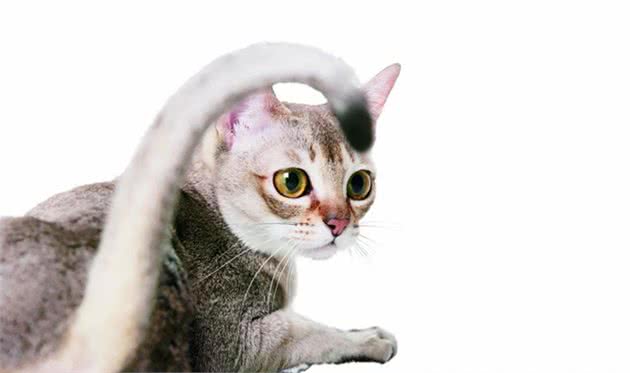 迎接一只新加坡猫都需要做什么？｜养护