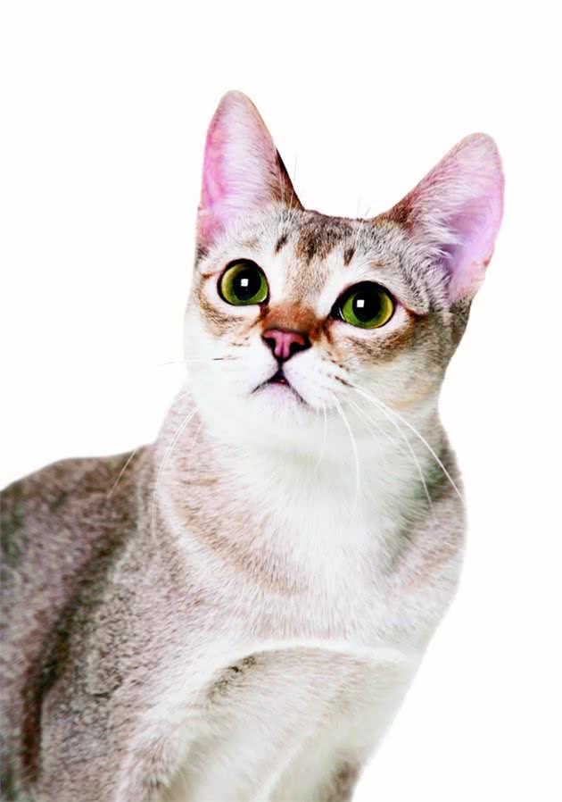 迎接一只新加坡猫都需要做什么？｜养护
