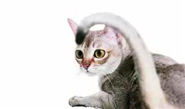 迎接一只新加坡猫都需要做什么？｜养护