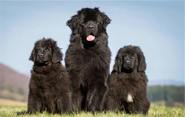 这5种“巨型犬”，大到主人抱不起，偏偏温和又粘人，你想抱吗？