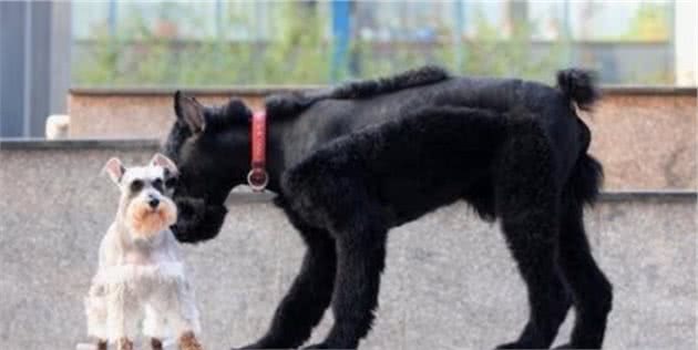 这5种“巨型犬”，大到主人抱不起，偏偏温和又粘人，你想抱吗？