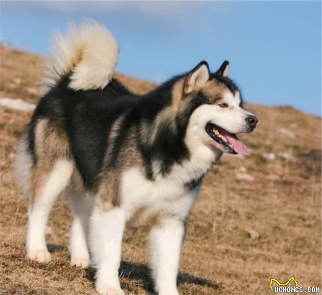 这5种“巨型犬”，大到主人抱不起，偏偏温和又粘人，你想抱吗？