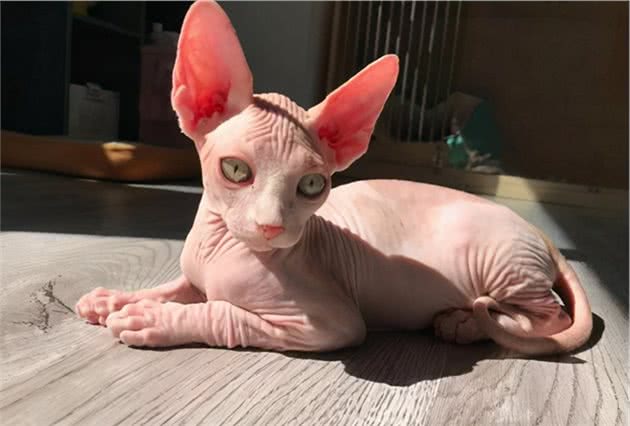 这5种猫，公认最难养，养过的都是大神