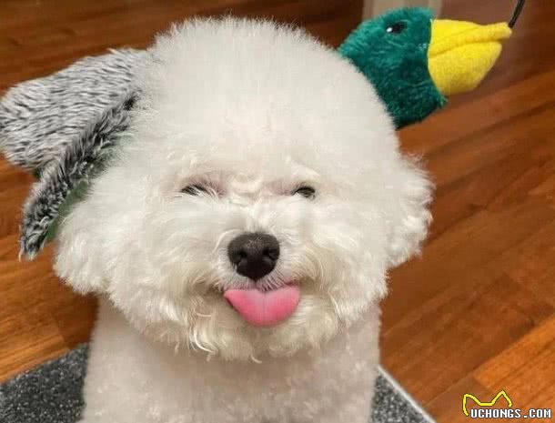 小型犬推荐：这几种小狗狗，可以给你带来幸福感