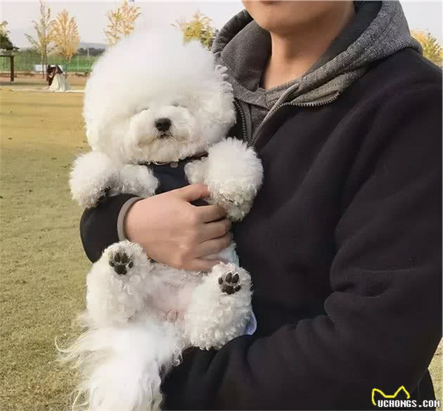 这6种狗狗，每日只需运动半小时，在家就能养