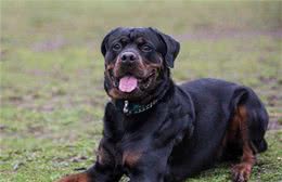 为了罗威纳犬的健康，请停止这些做法，会缩短它寿命的！