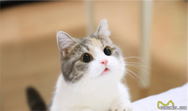 猫咪洗澡好物推荐