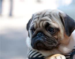 狗狗身上寄生虫怎么办