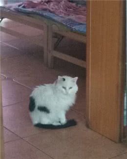 狮子猫情缘