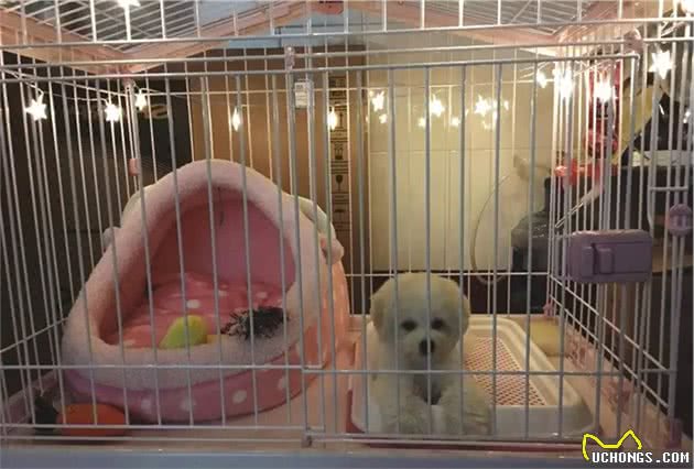 铲屎官欲饲养两月龄幼犬不容易，这六点问题需要详细了解！