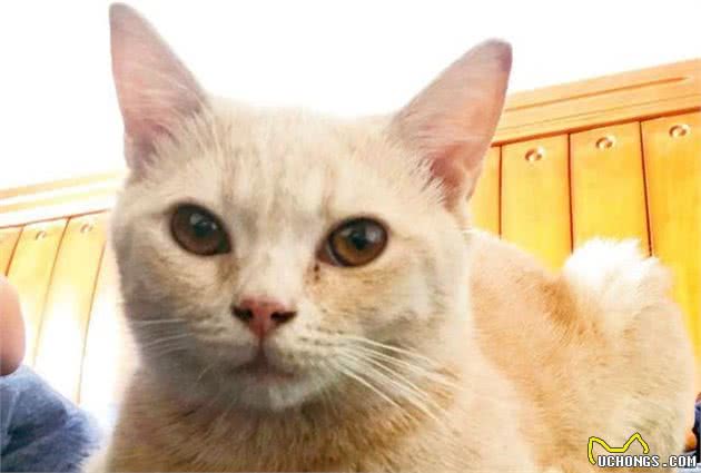 猫狗生病怎么办？小野教你如何在家护理宠物