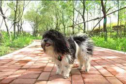 世界名犬NO:67古巴（哈威那犬）天生的伴侣犬