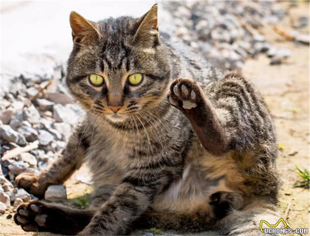 行业人建议：想养宠物猫，劝你选择这6种寿命长的猫咪