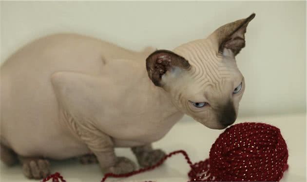 猫咪毛发四处飞落惹人烦，想要养一只掉毛少的猫，什么猫掉毛少