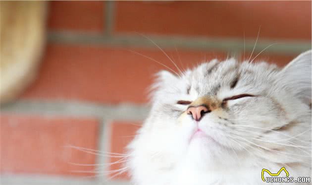猫咪毛发四处飞落惹人烦，想要养一只掉毛少的猫，什么猫掉毛少