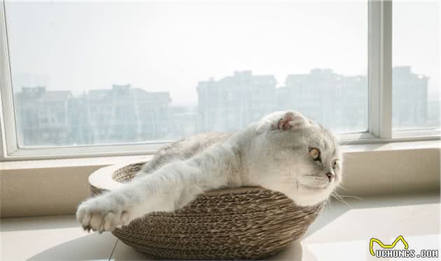 猫咪毛发四处飞落惹人烦，想要养一只掉毛少的猫，什么猫掉毛少