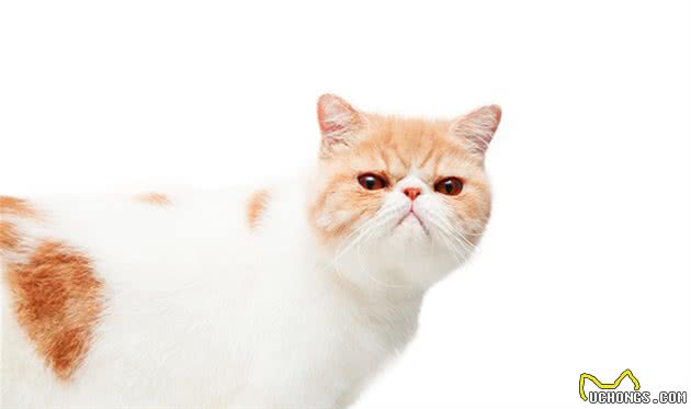 猫咪毛发四处飞落惹人烦，想要养一只掉毛少的猫，什么猫掉毛少