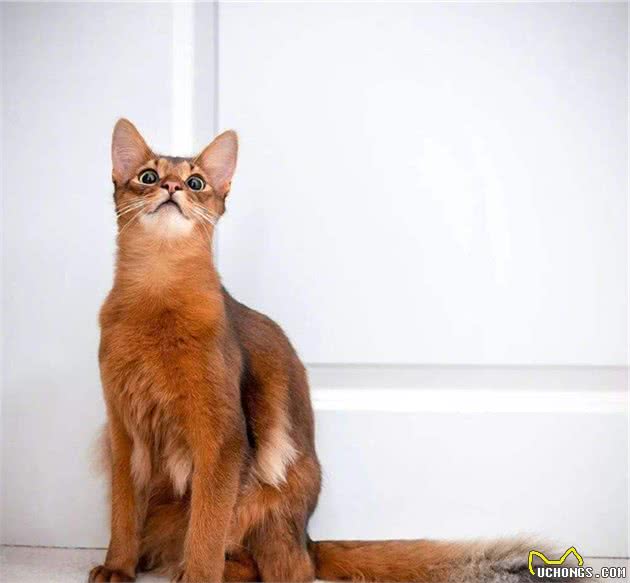 加菲猫和波斯猫，傻傻分不清楚