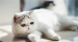 加菲猫和波斯猫，傻傻分不清楚