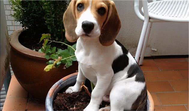 飘了飘了！我竟然想养比格犬了