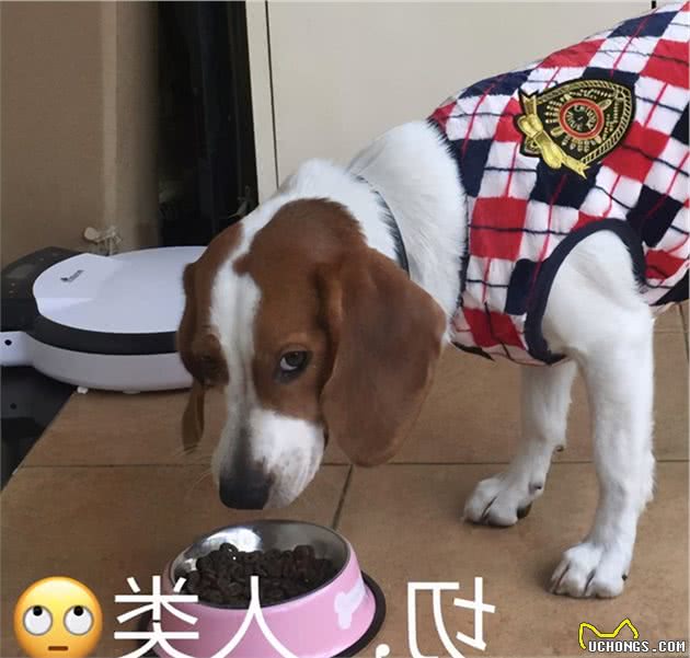 飘了飘了！我竟然想养比格犬了
