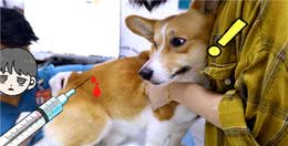 不用怀疑，当你家狗有这些特征，说明它很健康