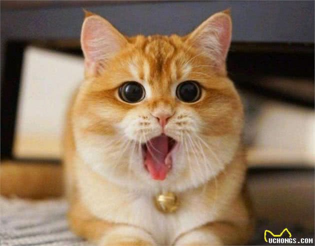 在古埃及，猫的待遇超乎你的想象，中西方的“猫奴”情结各不相同