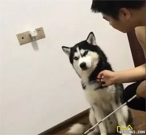 狗狗不服从主人怎么办？教你五个方法治治它