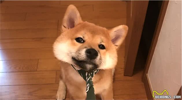 狗狗不服从主人怎么办？教你五个方法治治它