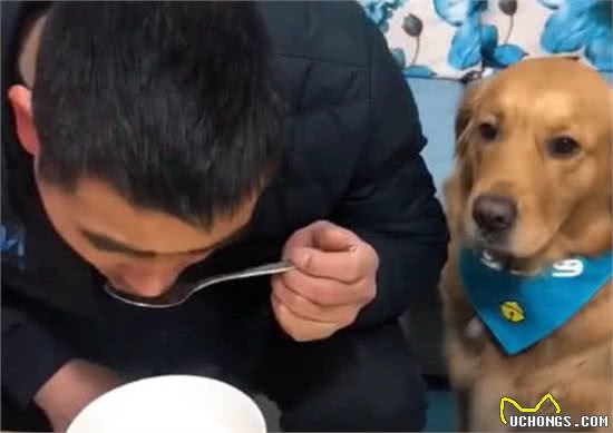 狗狗不服从主人怎么办？教你五个方法治治它